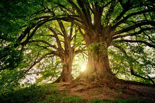 bodhi-tree