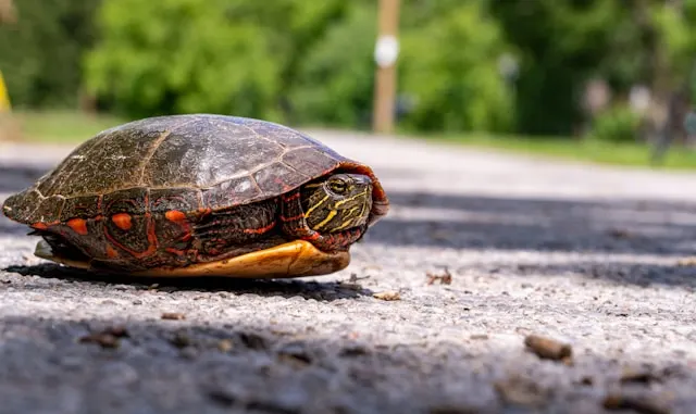 turtle-slow-performance